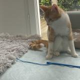 Picture of cat lost at Pessac