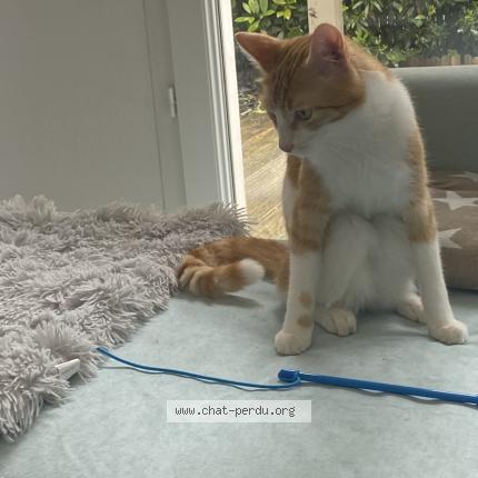 Photo 1/1 Simba Chat lost in Pessac