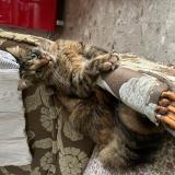 Picture of cat lost at Reims