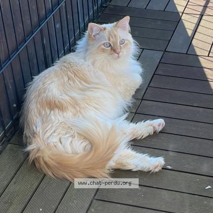 Foto einer verlorenen Katze in Chavannes Les Forts