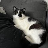 Picture of cat lost at La Balme De Sillingy