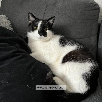 Photo 1/1 Phoenix Chat lost in La balme de sillingy