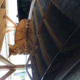 Picture of cat lost at Capens