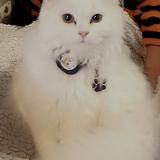 Picture of cat lost at Beauchamps Sur Huillard