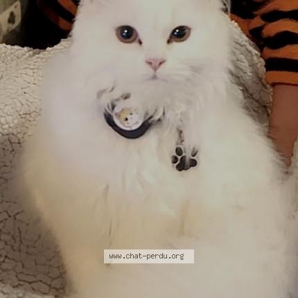 Photo 1/1 Rocky Chat lost in Beauchamps sur huillard