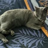 Picture of cat lost at Val D Oingt