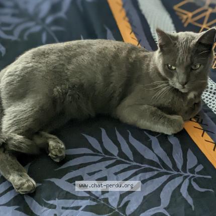 Photo 1/1 Oscar Chat lost in Val d oingt