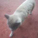 Picture of cat found at Aubergenville