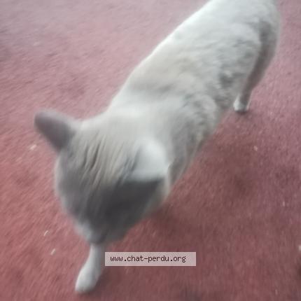 Photo 1/1 Cat reunited Found in Aubergenville