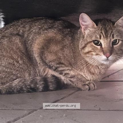 Photo 1/1 Found cat Found in Orgon