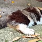 Picture of cat lost at Ahuy