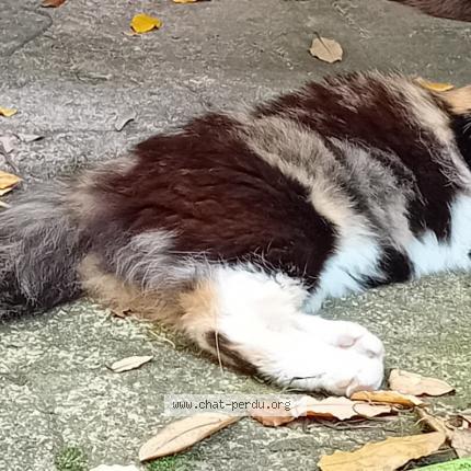 Photo 1/1 Cat reunited Lost in Ahuy