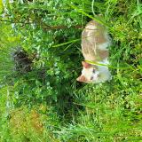 Picture of cat lost at Bolandoz