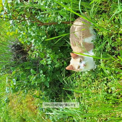 Photo 1/1 Cat reunited Lost in Bolandoz