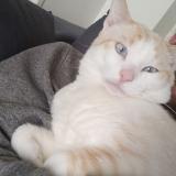 Picture of cat lost at Chateau Gontier Sur Mayenne