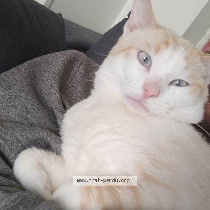 Photo 1/1 Cosmos Chat lost in Chateau gontier sur mayenne