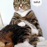 Picture of cat lost at Liege