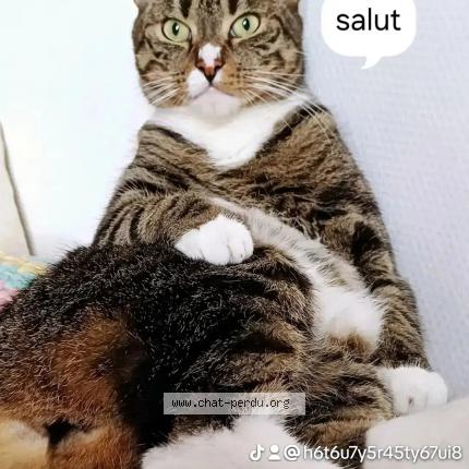 Photo 1/1 Mustang Chat lost in Liege