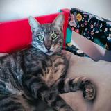 Picture of cat lost at Cheissoux