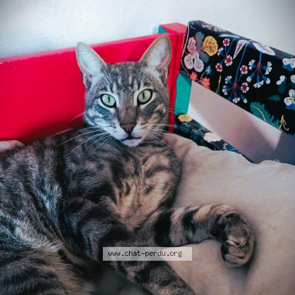 Photo 1/1 CALUMET Chat lost in Cheissoux