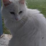 Picture of cat lost at Canville Les Deux Eglises