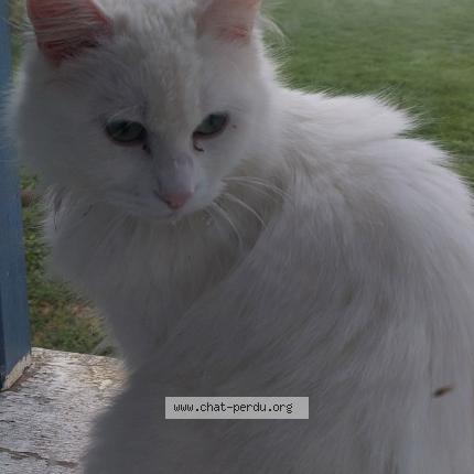 Photo 1/1 Fify Chat lost in Canville les deux eglises