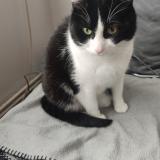 Picture of cat lost at Beugnies