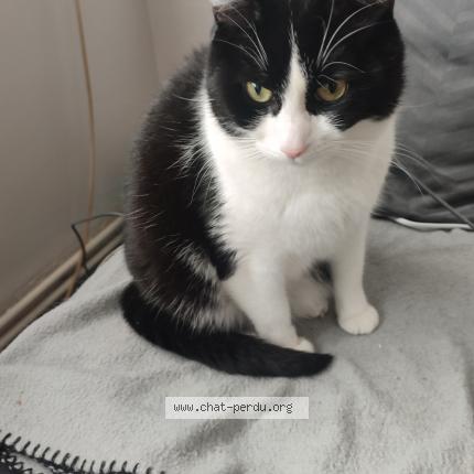 Photo 1/1 Ta&iuml;ga Chat lost in Beugnies