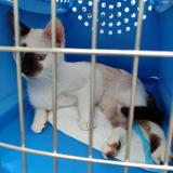 Picture of cat lost at La Chapelle Huon