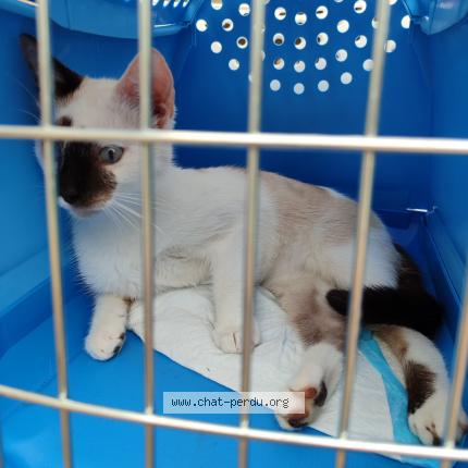 Photo 1/1 Pasha Chat lost in La chapelle huon