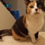 Picture of cat lost at Annecy