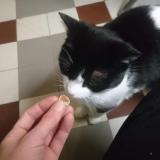 Picture of cat lost at Ste Genevieve Des Bois