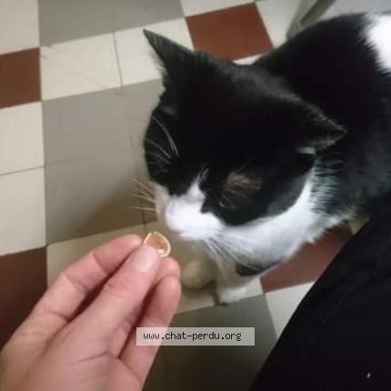 Photo 1/1 Sweety Chat lost in Ste genevieve des bois