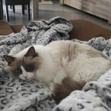 Picture of cat lost at Bully Les Mines