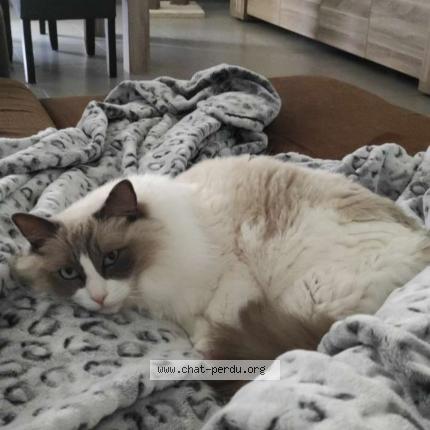 Photo 1/1 Octave Chat lost in Bully les mines