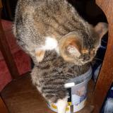 Picture of cat lost at Le Temple Sur Lot