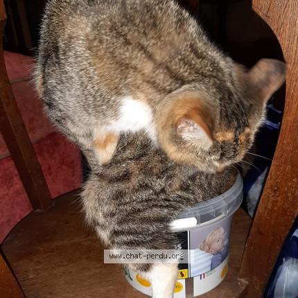 Photo 1/1 KITTY Chat lost in Le temple sur lot