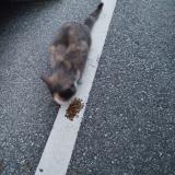 Picture of cat found at Annecy