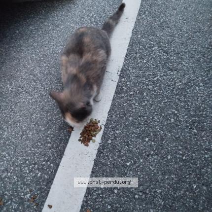 Photo 1/1 Cat reunited Found in Annecy