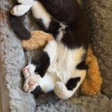 Picture of cat lost at Richerenches