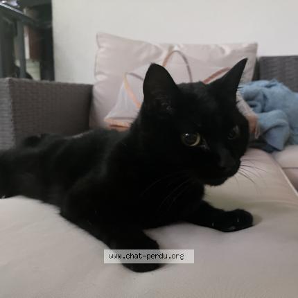 Foto 1/1 Wiedergefundene Katze Verloren in Fribourg