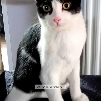 Photo 1/1 Lulu Chat lost in St nicolas de la grave