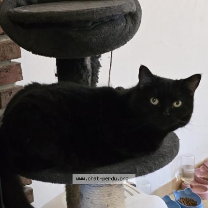 Foto 1/1 Kat teruggevonden Vermist in Ghlin