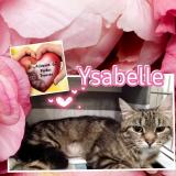 Picture of cat lost at Haguenau