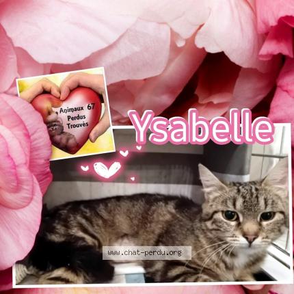 Photo 1/1 Ysabelle Chat lost in Haguenau