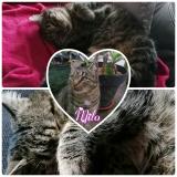 Picture of cat lost at Anderny