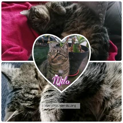 Photo 1/2 Milo Chat lost in Anderny