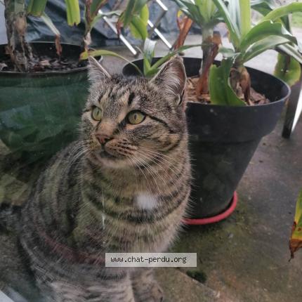 Photo 2/2 Milo Chat lost in Anderny