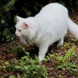 Picture of cat lost at Marcilly Sur Eure