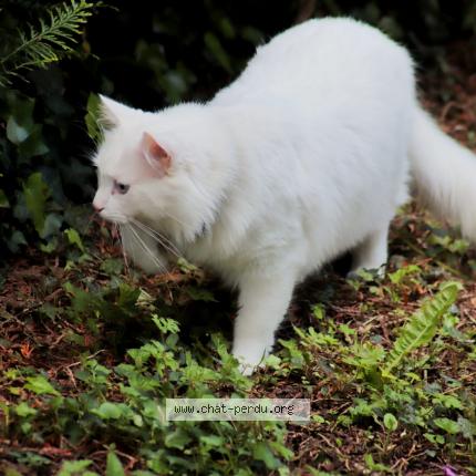 Photo 1/1 Mika Chat lost in Marcilly sur eure